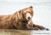 Brown Bear at Katmai