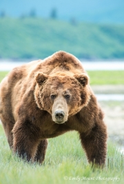 Brown Bear in Katmai