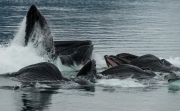 Bubblenetting-Humpback-Whales