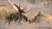 Denali Moose Mating