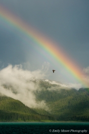 Rainbow and gull
