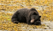Bear Nap