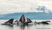 Bubblenetting Whales