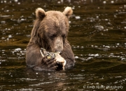 Bear eats fish