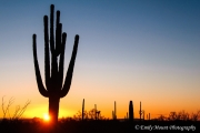 Organ Pipe Cactus Sunrise