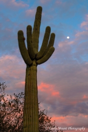 Moon and Saguaro