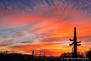 Organ Pipe Cactus National Monument Sunrise