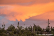 Stormy Saguaro Sunrise