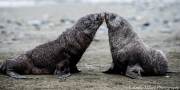 Fur Seal pups