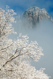 Yosemite Snow