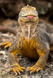 Iguana tongue