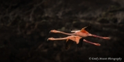 EmilyMount_Galapagos_Flamingoes