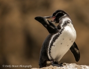 Penguin preening