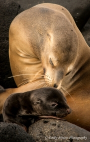 Sea Lion Mom & Pup