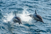 Baja Dolphins