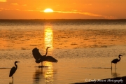 Egret Sunset