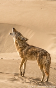Howling coyote