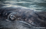 Gray Whale Calf