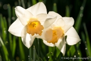 EmilyMount_Oregon_Daffodils