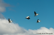 Pelicans Klamath Wildlife Refuge