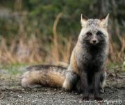Rainier Fox