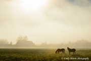 Southern Oregon Farms horses