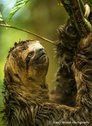 Sloth Peruvian Amazon
