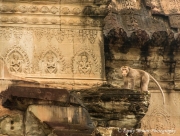 Wat Monkey
