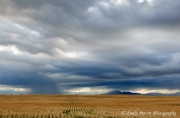 Montana Storm