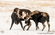Sparring Moose